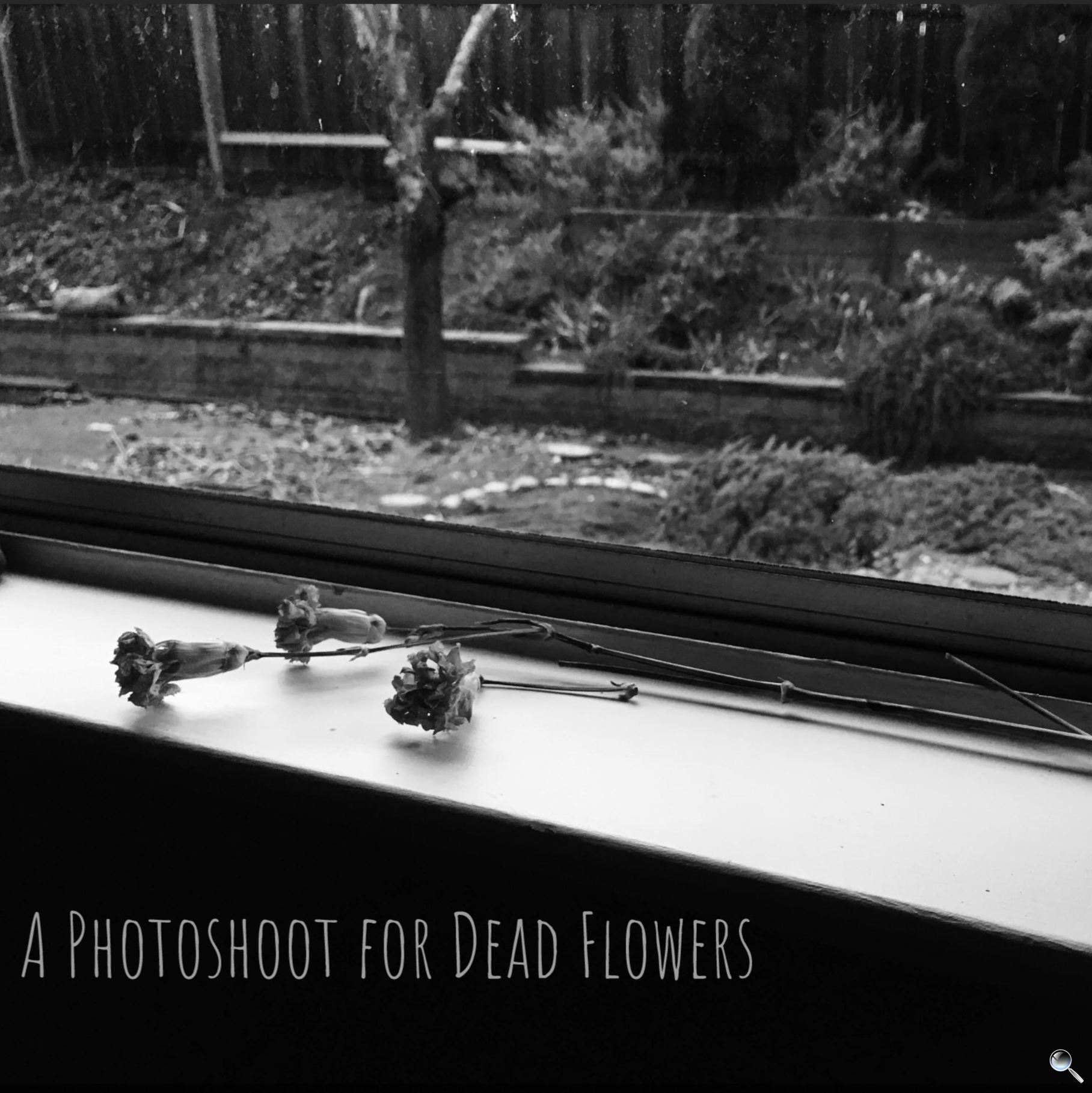 A Photoshoot for Dead Flowers Cover